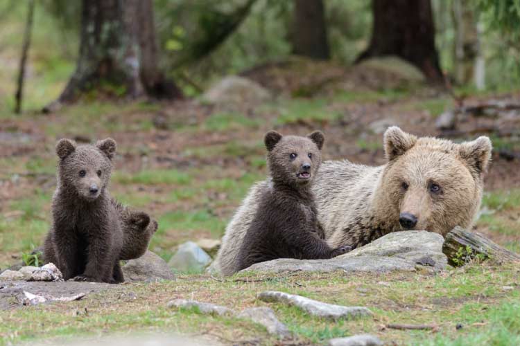 Mother bear with cubs