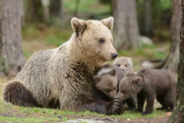 Mother bear and 3 cubs - Incredible European Animals