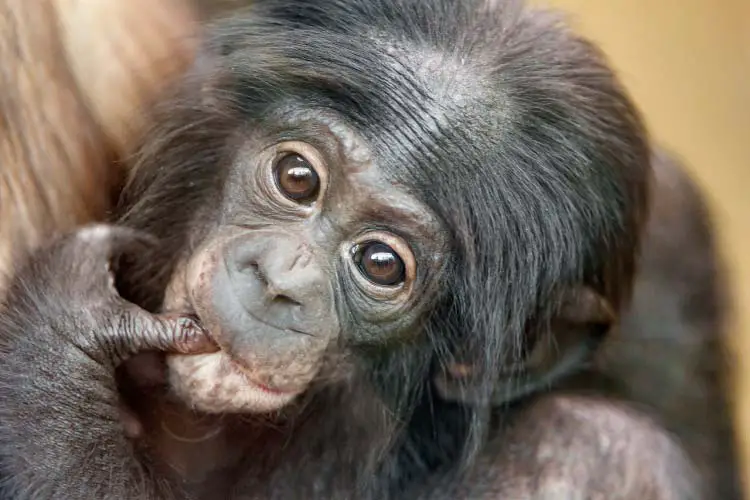 Bonobo Baby