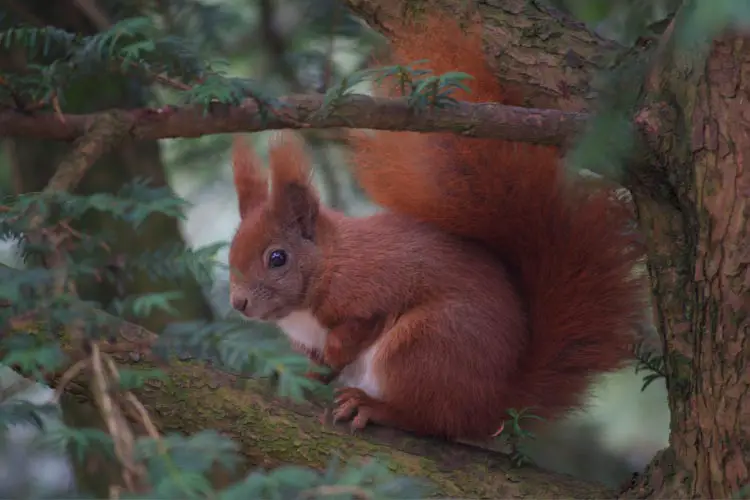 Red Squirrel in Denmark