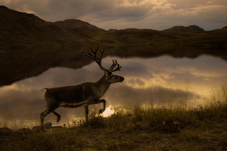 Reindeer close to the North Cape, Norway