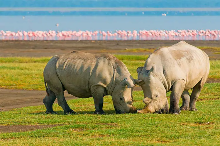 Rhinos in Lake Nakuru National Park, Kenya
