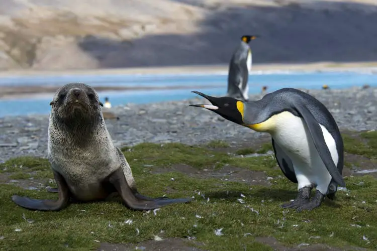 South Georgia, Salisbury Plain - Animals in Antarctica
