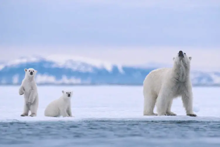 Svalbard Archipelago, Norway. Polar Bear Mother and Cubs on Sea Ice