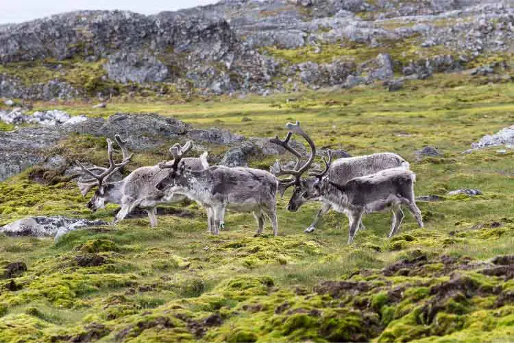 Svalbard Reindeer herd, some of the most beautiful European Animals