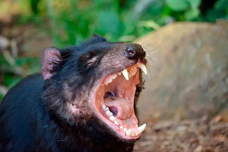 Tasmanian Devil