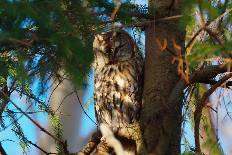 Tawny Owl in Gotaland Sweeden