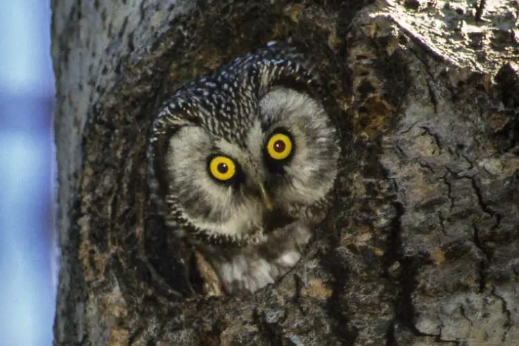 Tengmalm Owl in Finland