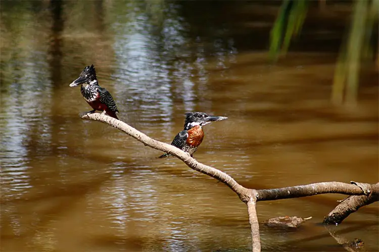 The Giant Kingfisher in Banjul, The Gambia