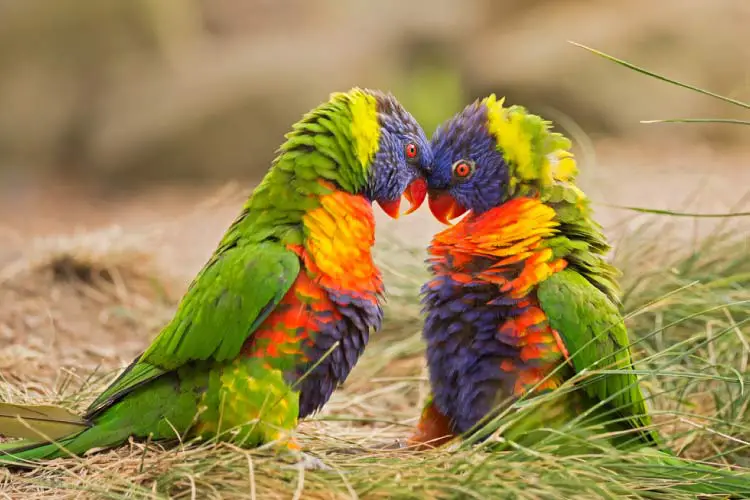 Two Parakeets in Vanuatu