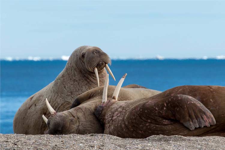 Walrus in Svalbard, some of the most impressive european animals