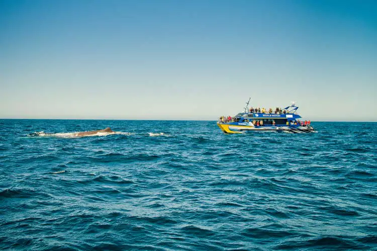 Whale Watching boat and Sperm whales off Kaikoura, New Zealand