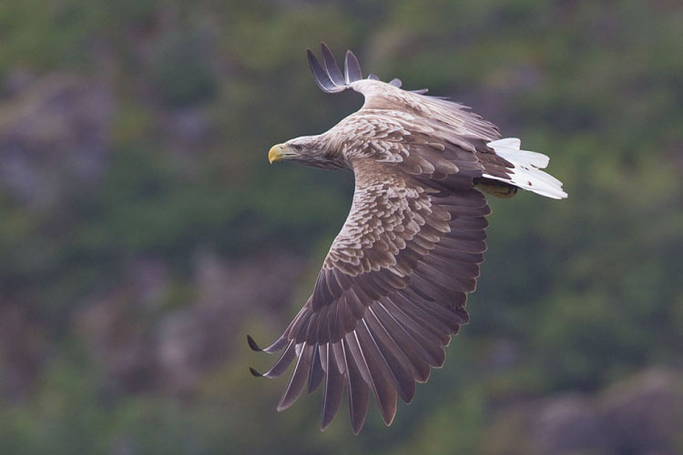 White tailed Eagle Norway