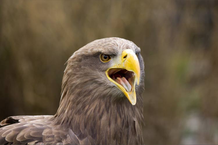 Face of the White tailed Eagle Norway