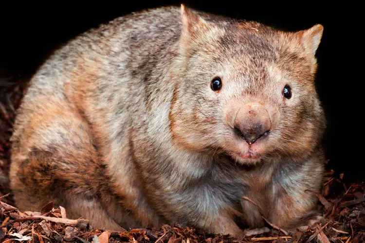 Wombat