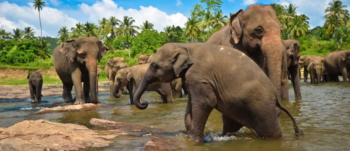 Asian Elephants