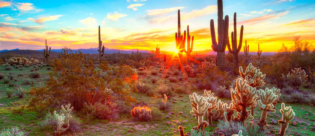 Sunset in the Sonoran Desert