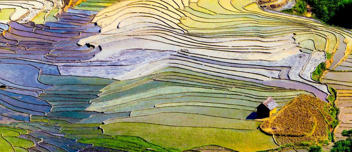 Rice fields in Sapa, Vietnam