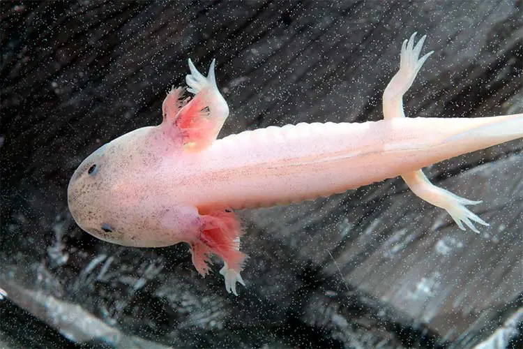 An Axolotl, one of the strangest animals in the world!