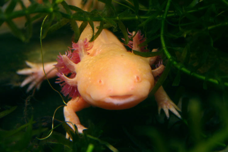 Axolotl