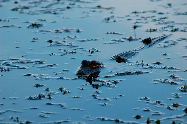 Baby Alligator, Tarpon Springs