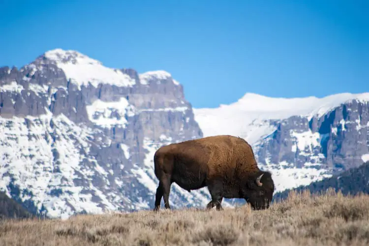 Bison in Yellowstone National Park, USA