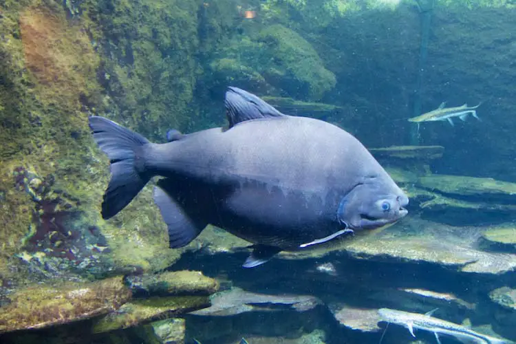 Black Pacu