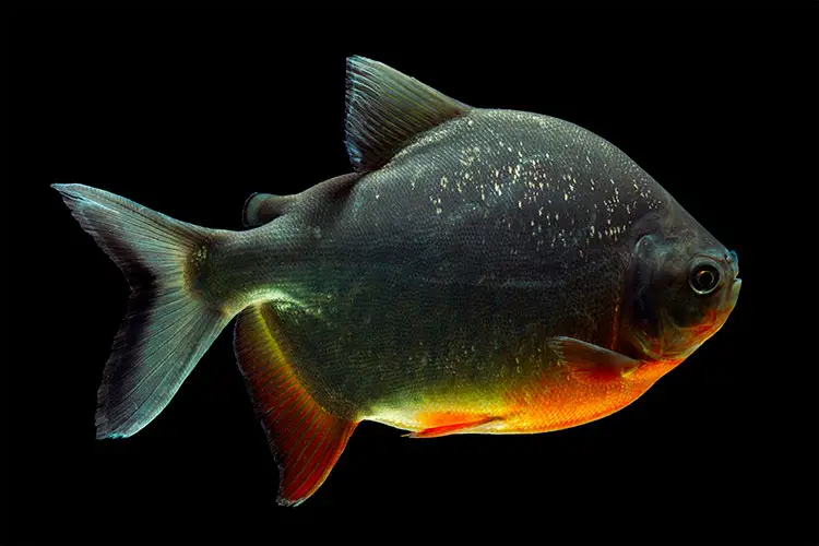 Cachama or Pacu fish, one of the strangest animals in the world