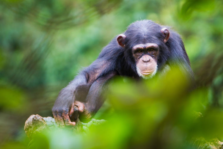 Chimp in Sierra Leone, Africa