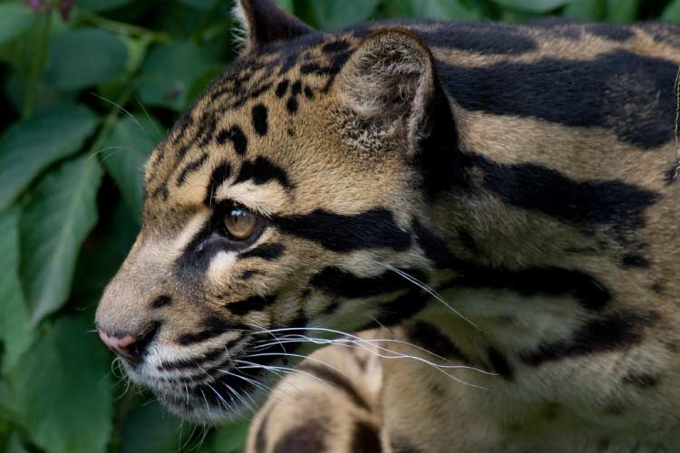 Clouded Leopard