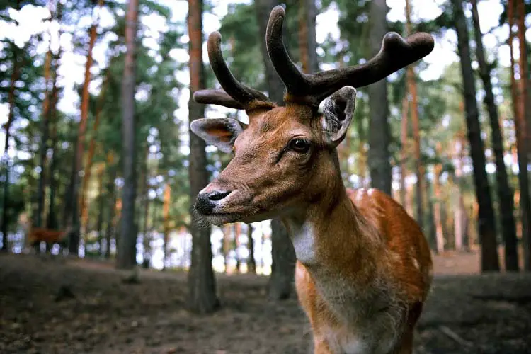 Deer in Germany