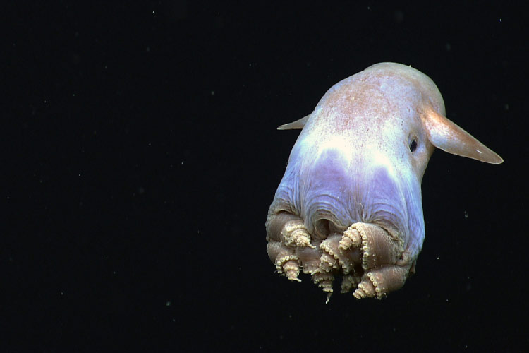 Dumbo Octopus Deep in the Ocean