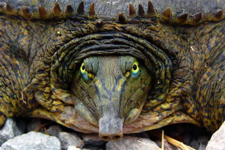 Eastern Spiny Softshell Turtle