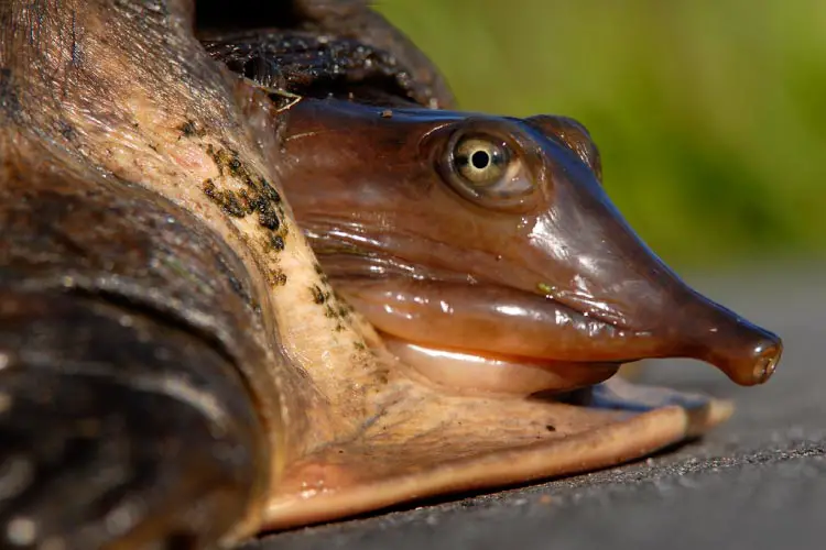 Florida Softshell Turtle