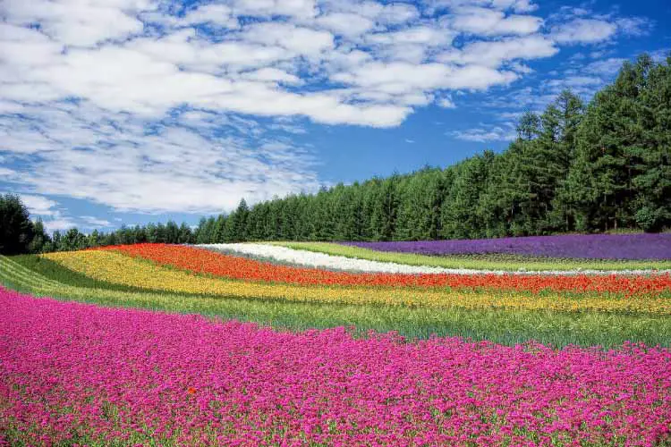 Flower Garden Hokkaido