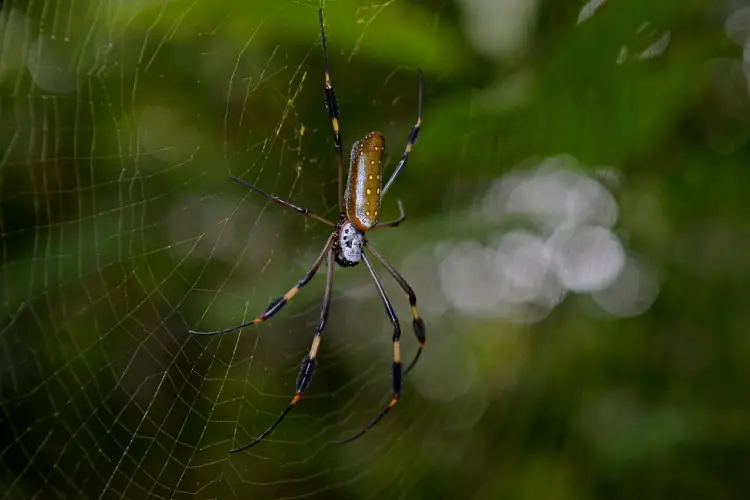 Golden Orb Weaving Spider