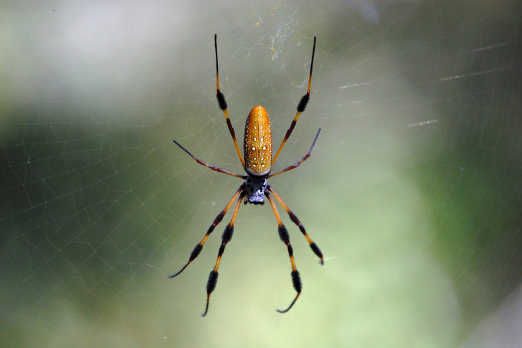 Golden Orb Weaving Spider