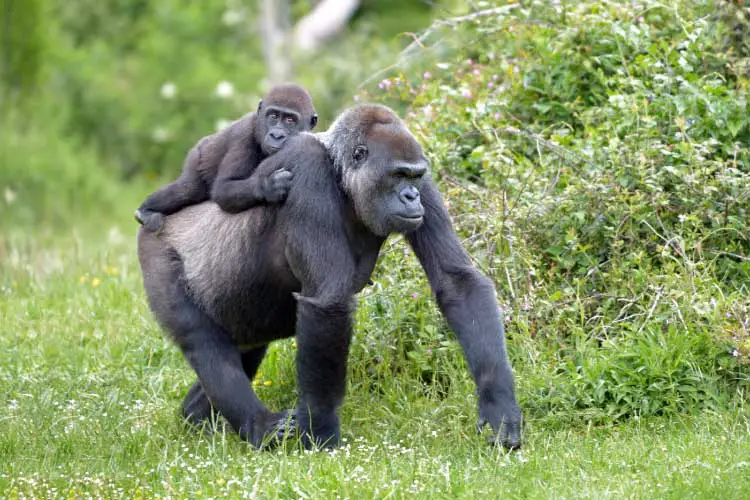 Gorilla in Gabon