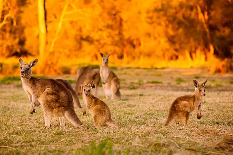 Herd of kangaroos at twilight, Coombabah Lake, QLD, Australia