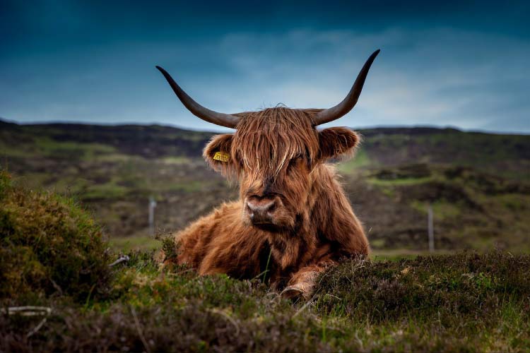 Highland Cow, Scotland