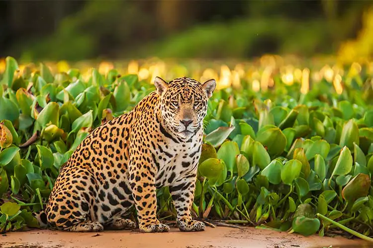 Jaguar in the Amazon in Western South America