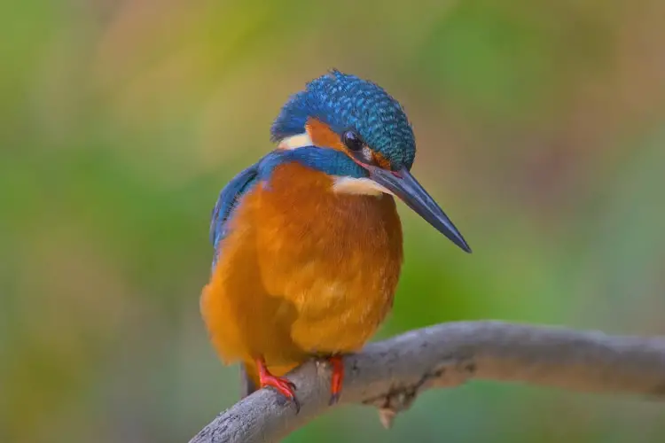 Kingfisher in Cancelada, Andalusia, Spain