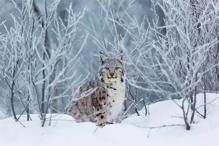 Lynx in Norway