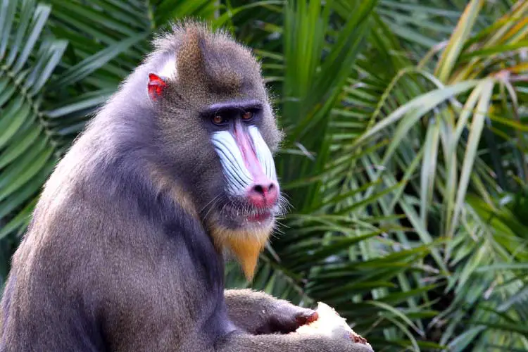 Mandrill, Equatorial Guinea