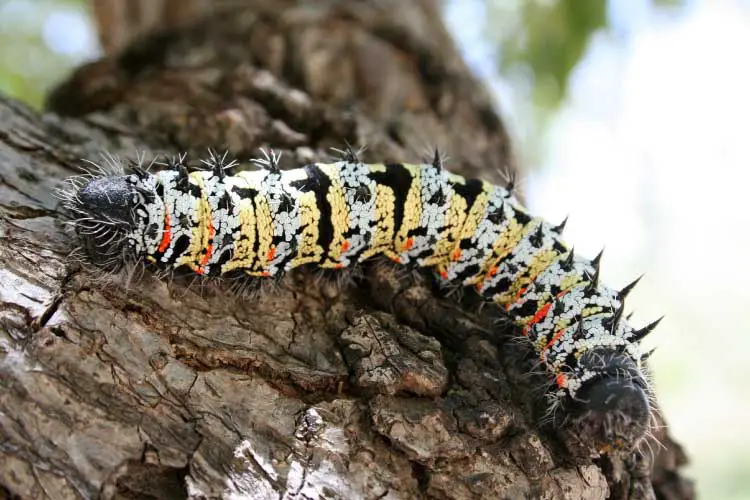 Mopani Worm