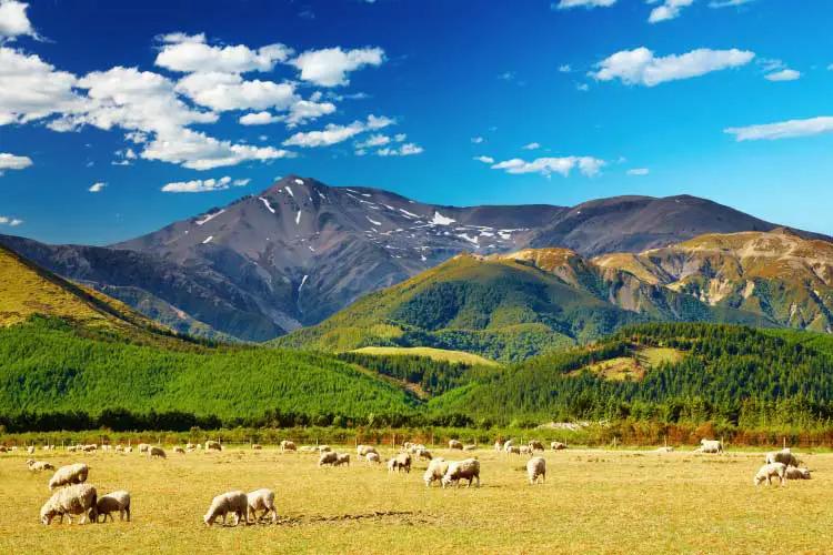 Mountain landscape with grazing sheep, an integral part of New Zealand cuisine