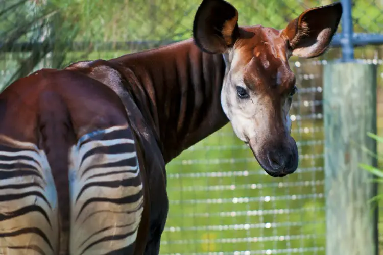 Okapi