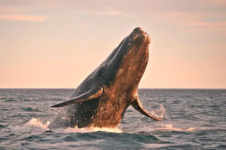 Powerful Whale in Patagonia, Southern South America