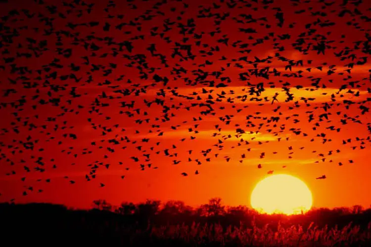 Quivira National Wildlife Refuge, Kansas