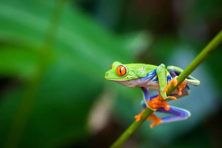 Red eyed tree frog Costa Rica